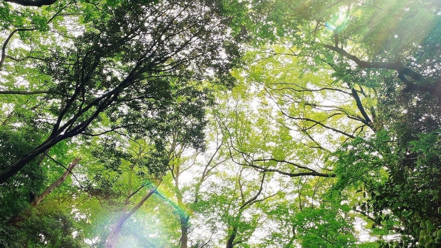 緑豊かな木々に光が差し込む写真