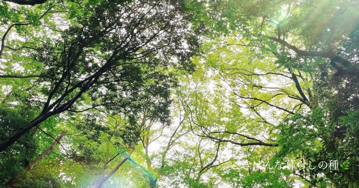ごきげんな暮らしの種をイメージした緑豊かな木々の写真